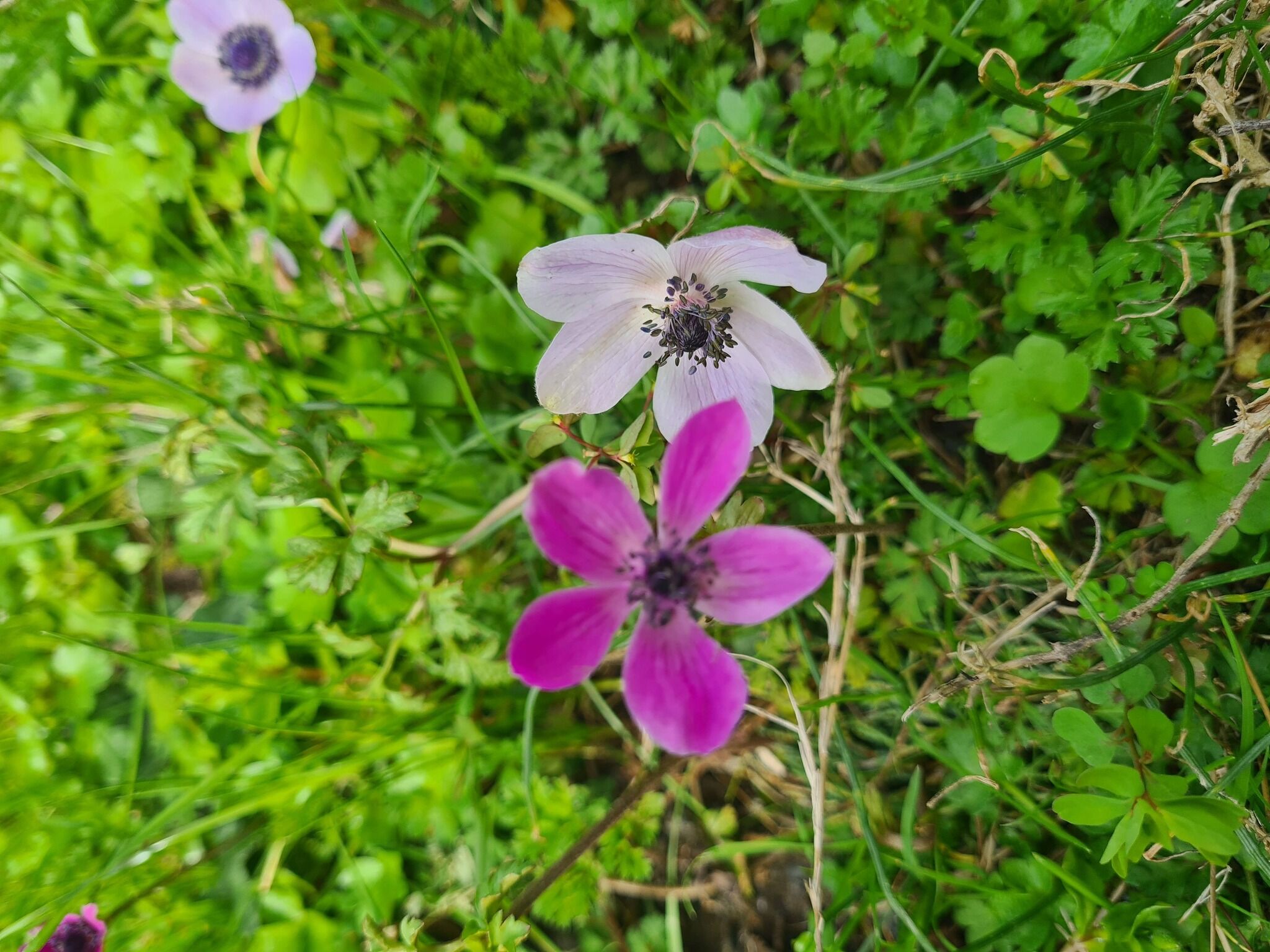 Portakal Çiçekleri Ve Gelinciklerle Osmaniye Bahara Büründü (3)
