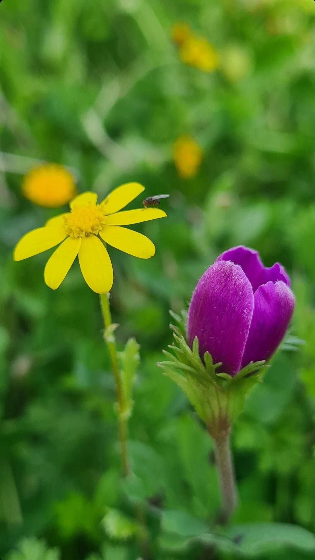 Portakal Çiçekleri Ve Gelinciklerle Osmaniye Bahara Büründü (5)