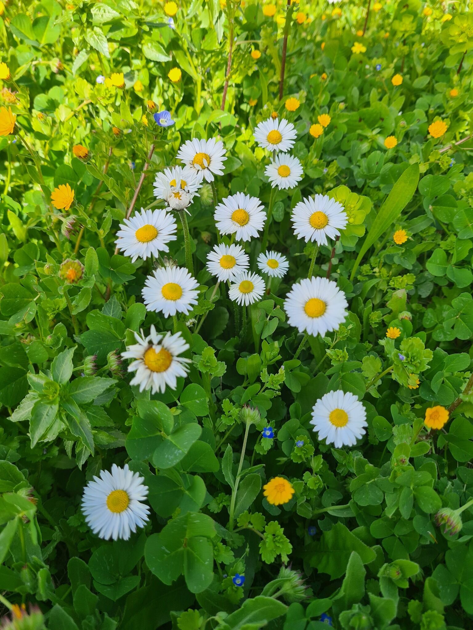 Portakal Çiçekleri Ve Gelinciklerle Osmaniye Bahara Büründü (6)