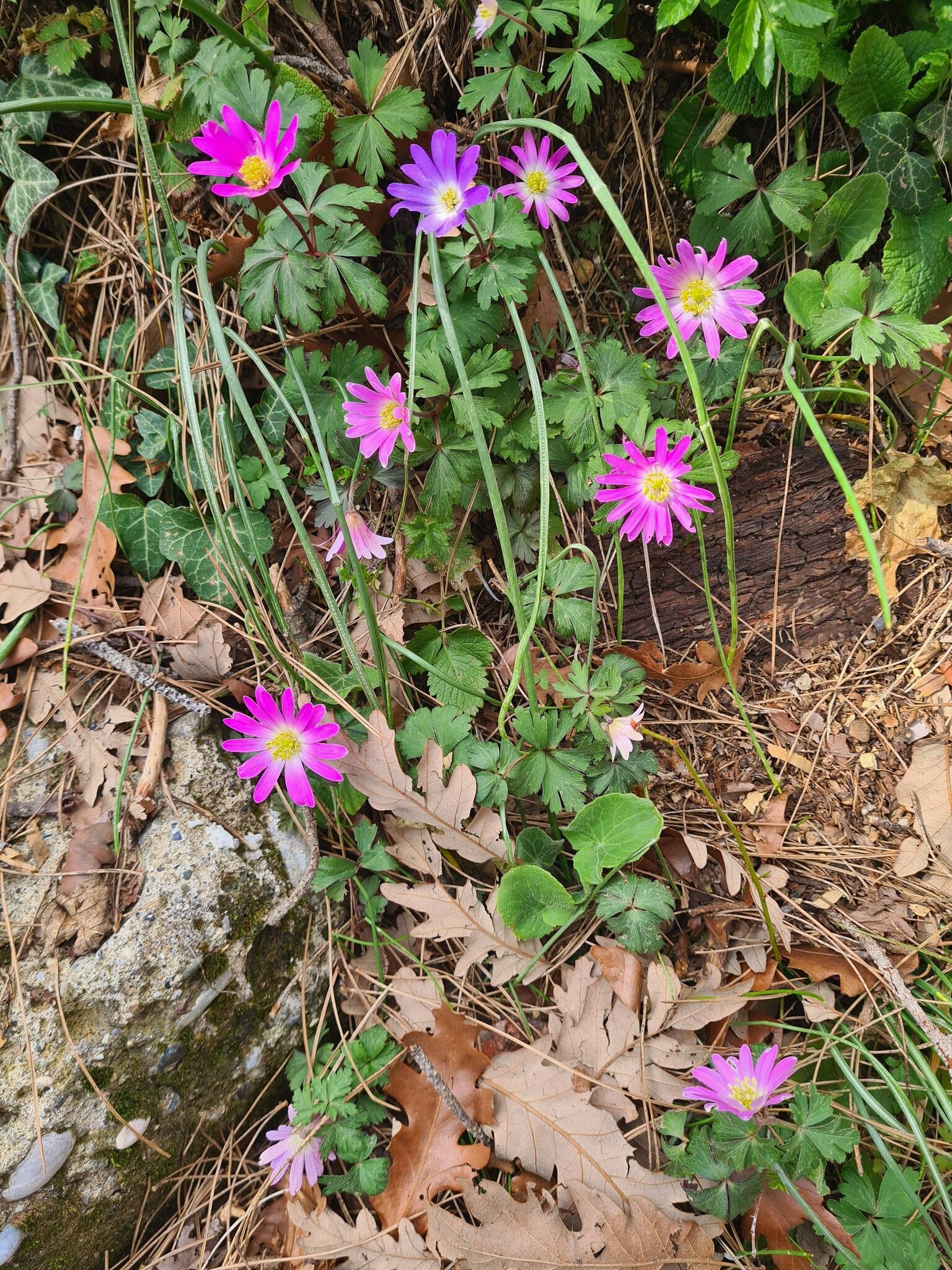 Portakal Çiçekleri Ve Gelinciklerle Osmaniye Bahara Büründü (7)