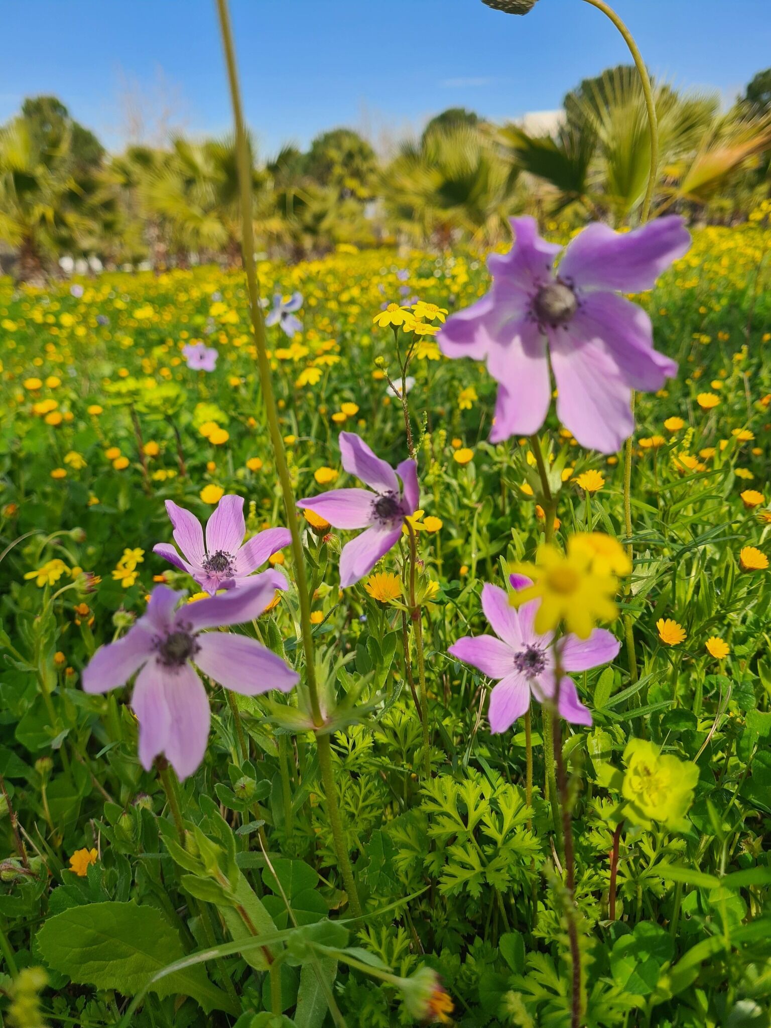 Portakal Çiçekleri Ve Gelinciklerle Osmaniye Bahara Büründü (8)