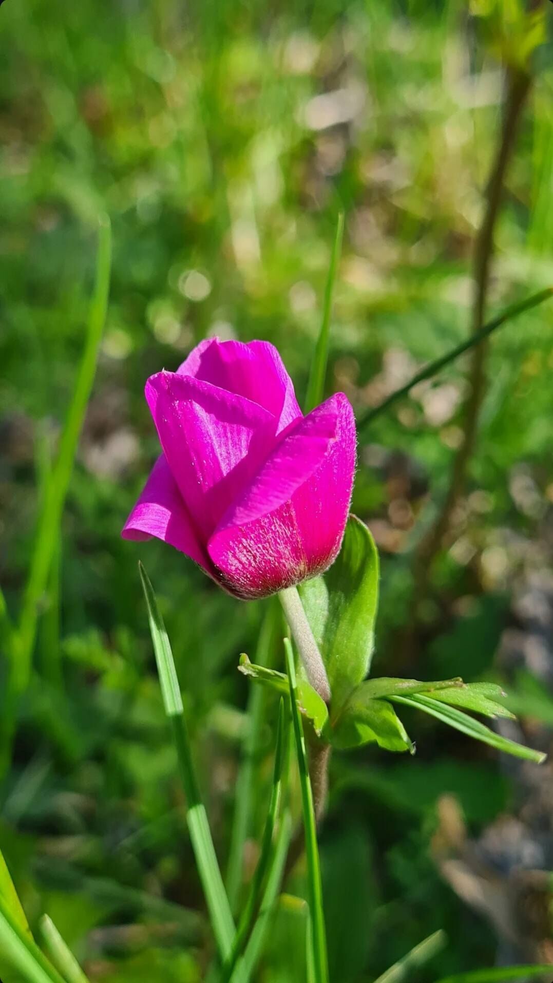 Portakal Çiçekleri Ve Gelinciklerle Osmaniye Bahara Büründü (9)