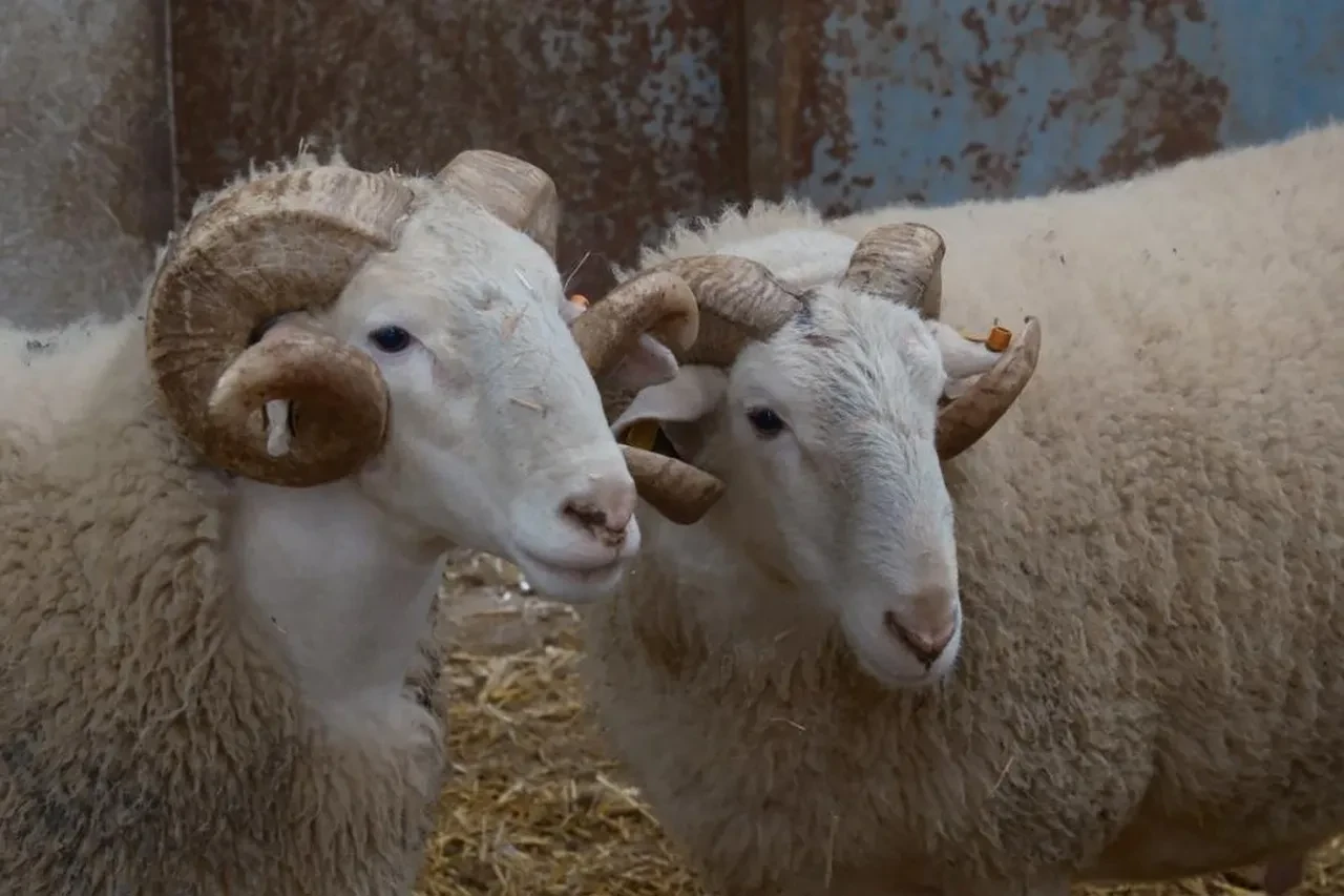 Türkiye’nin En Değerli Koçları Satışta (2)