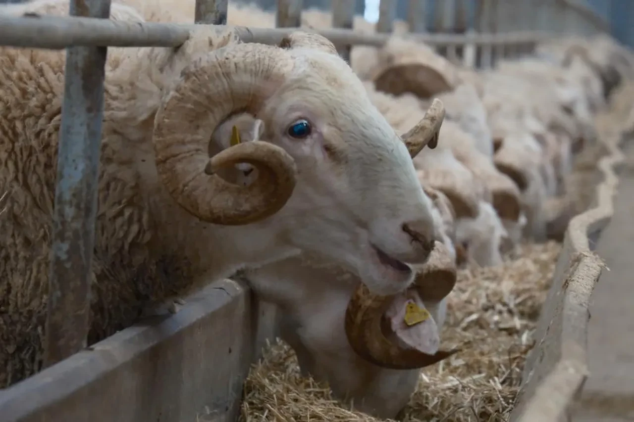 Türkiye’nin En Değerli Koçları Satışta (3)