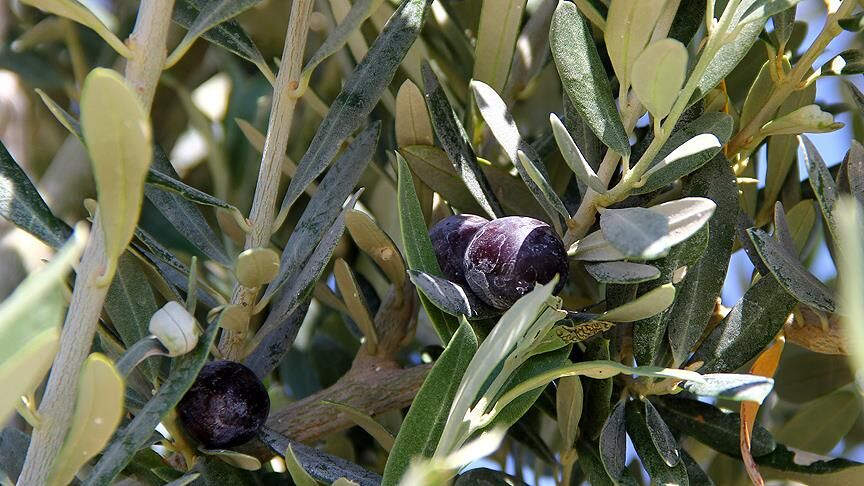 Zeytin 2