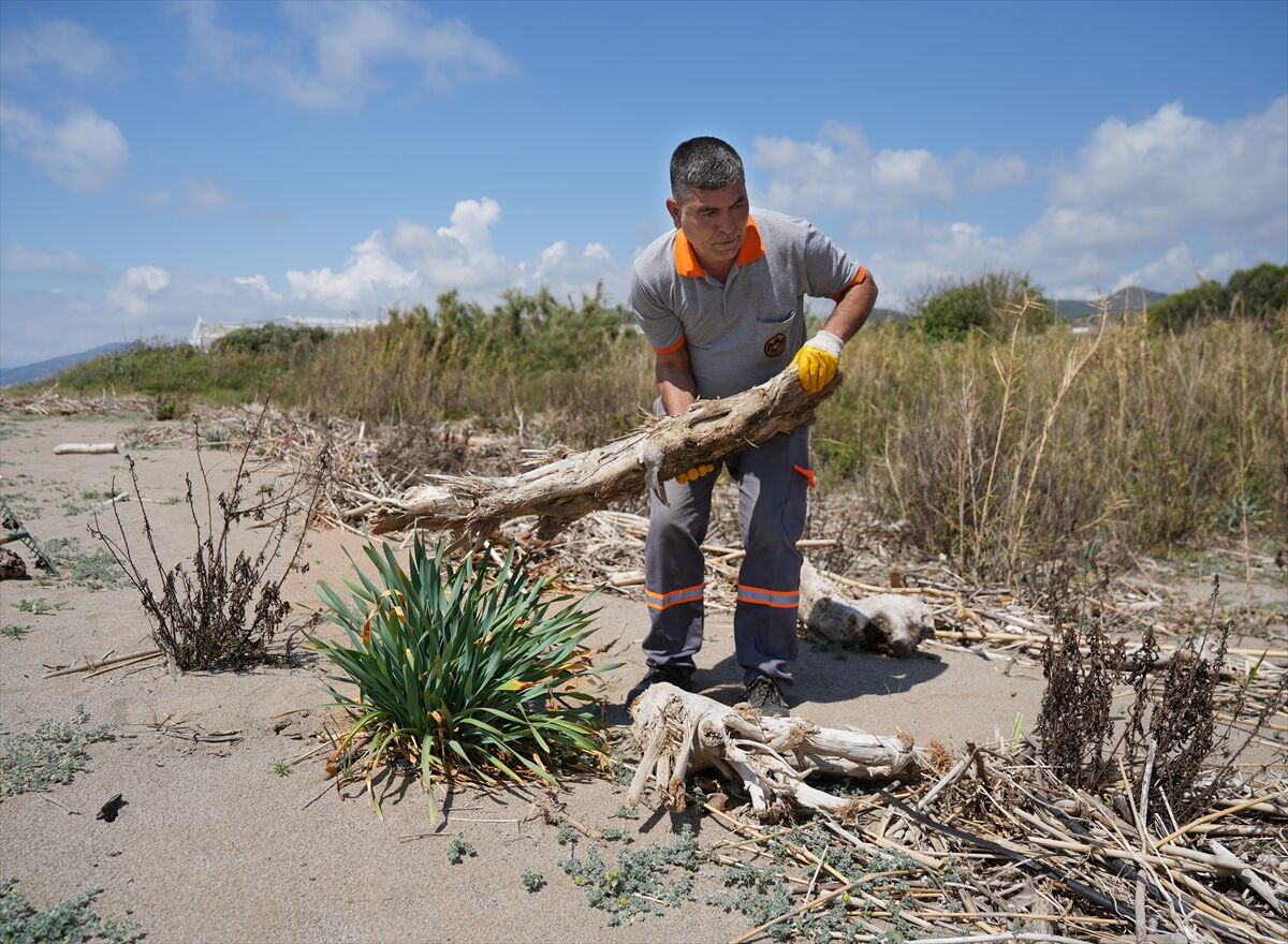 Alanya'da Koruma Alındaki Kum Zambakları Ve Caretta Caretta Yuvalama Alanları Temizlendi