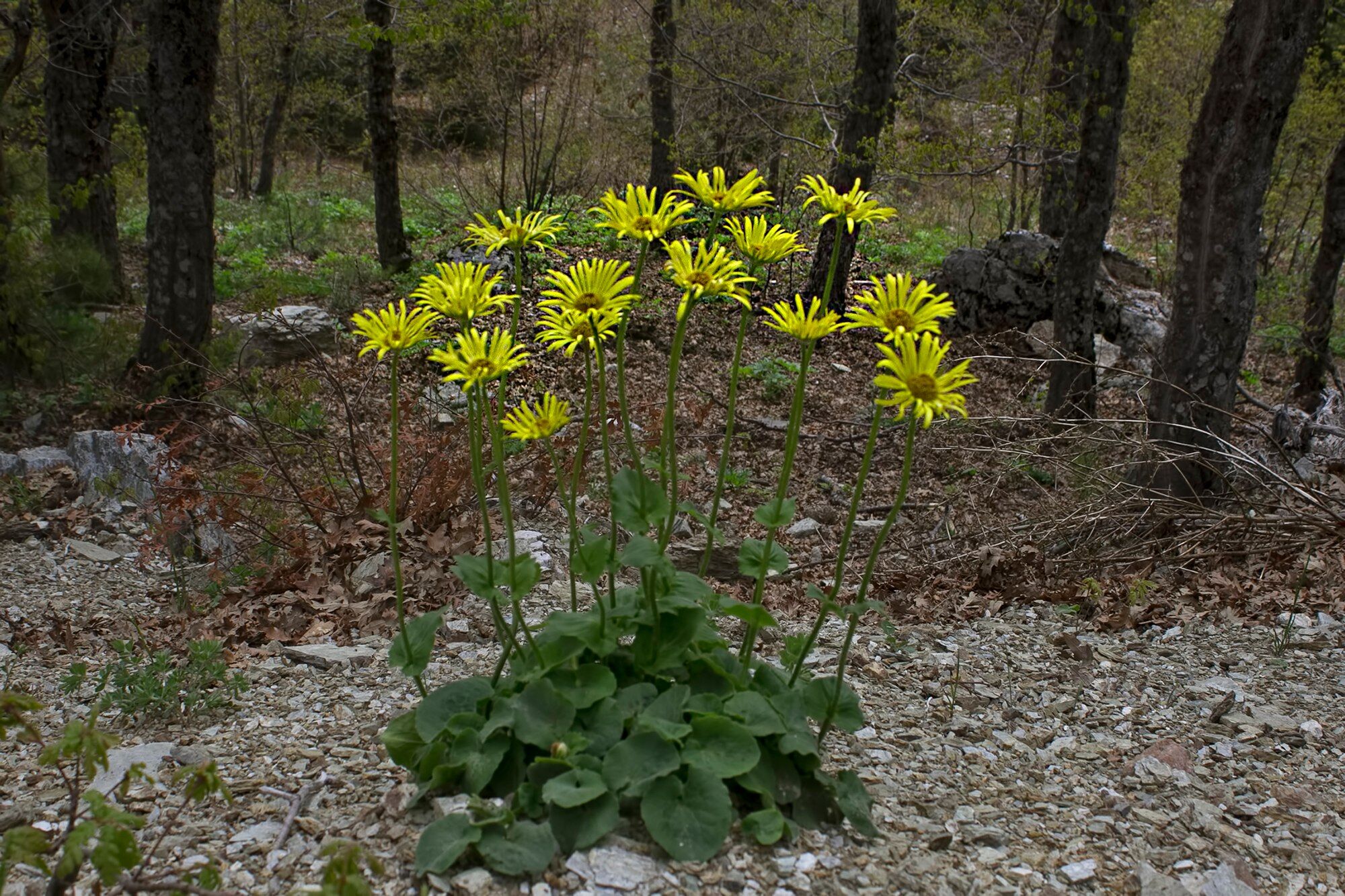 Amanoslar’da Sarı Çiçek Şöleni (1)