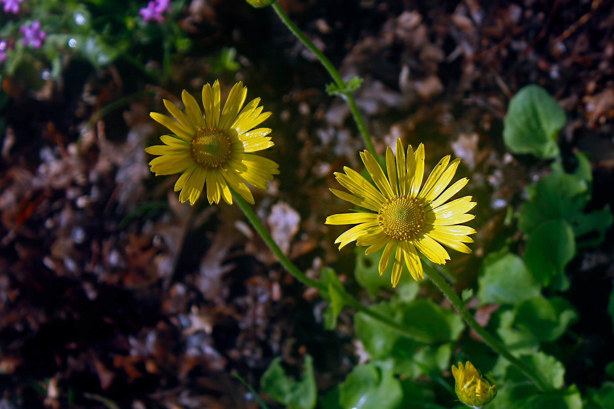 Amanoslar’da Sarı Çiçek Şöleni (2)