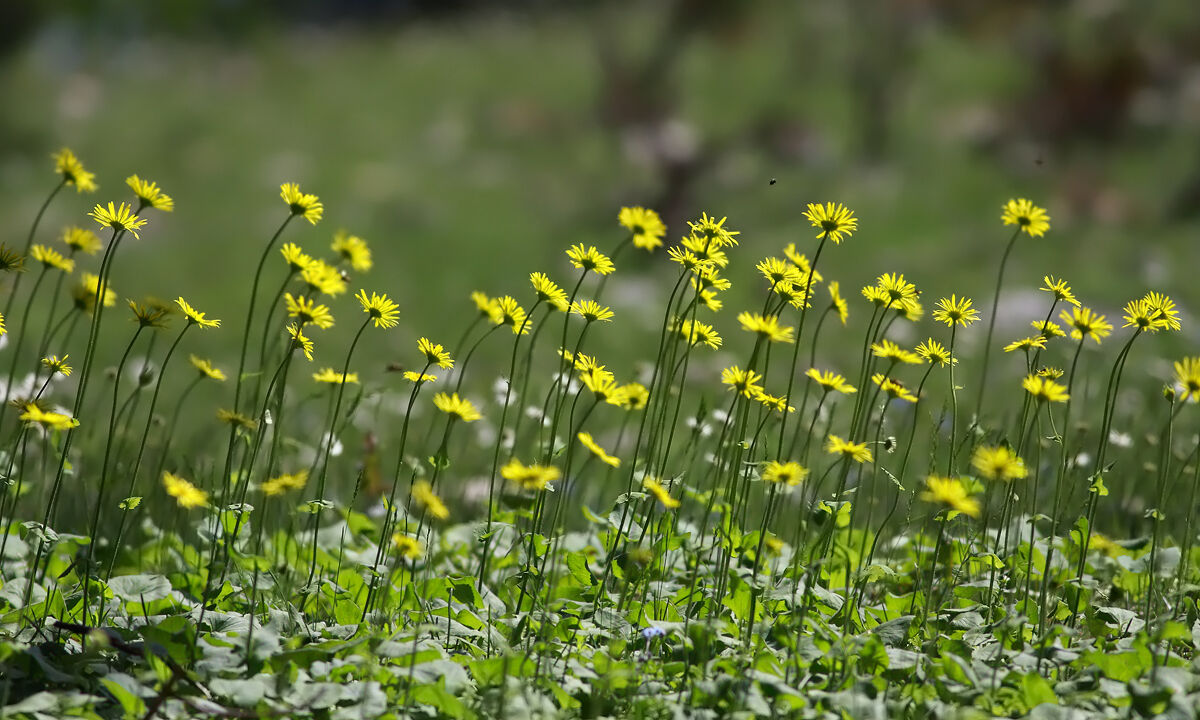 Amanoslar’da Sarı Çiçek Şöleni (3)