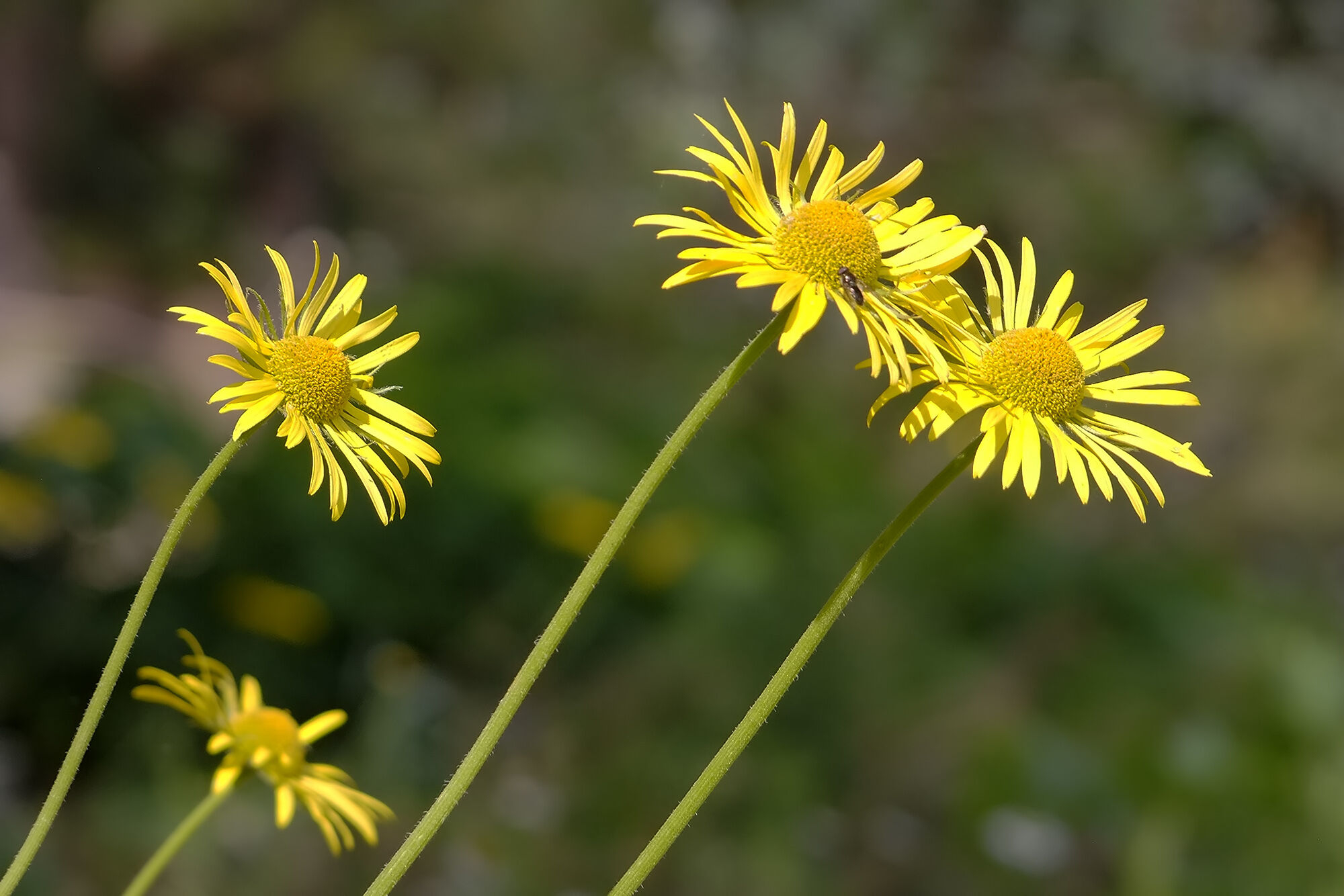 Amanoslar’da Sarı Çiçek Şöleni (4)