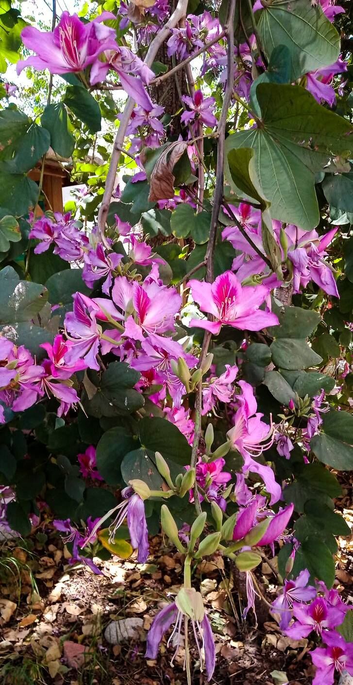 Baharın En Güzel Manzarası (1)