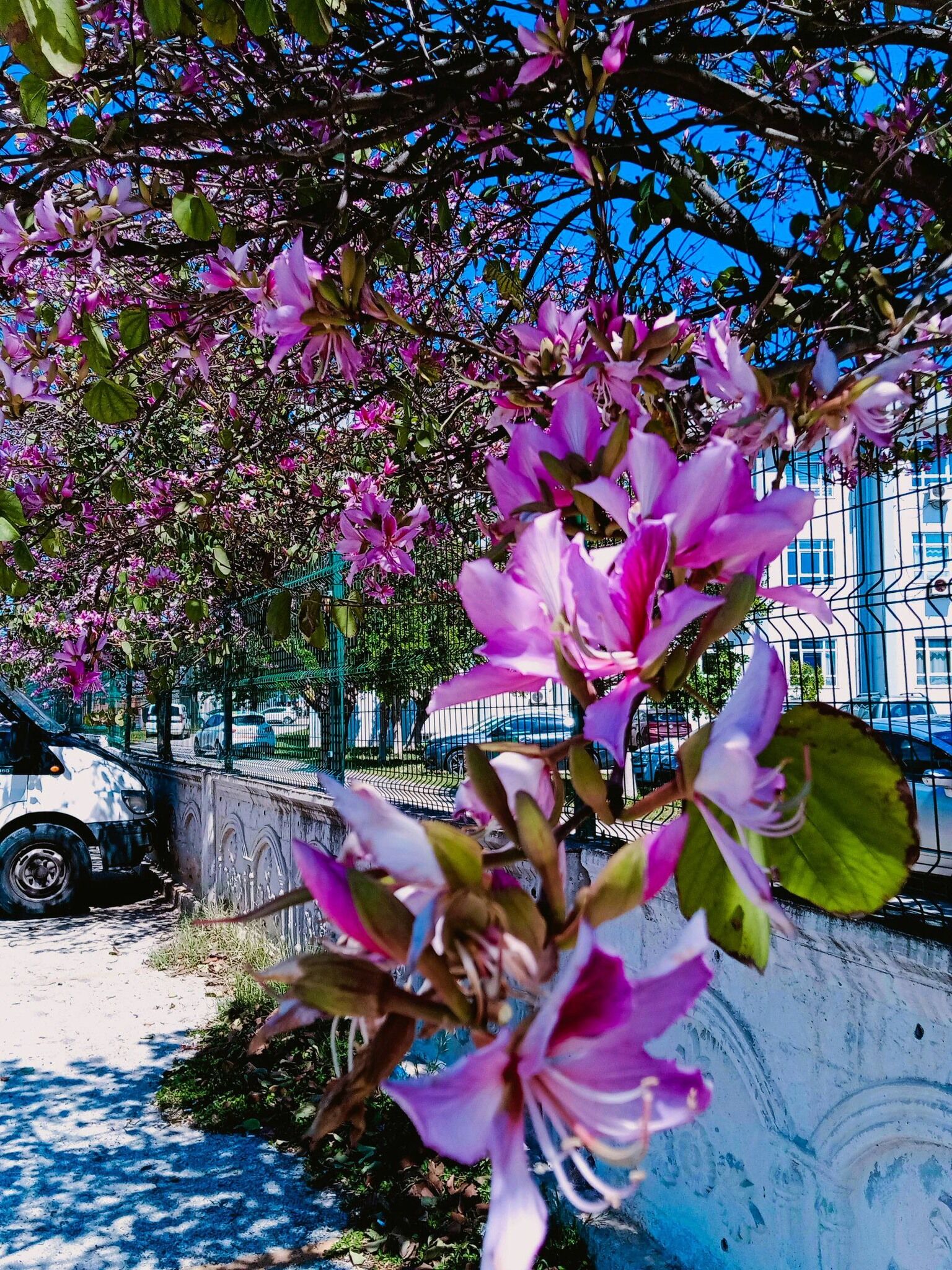 Baharın En Güzel Manzarası (2)