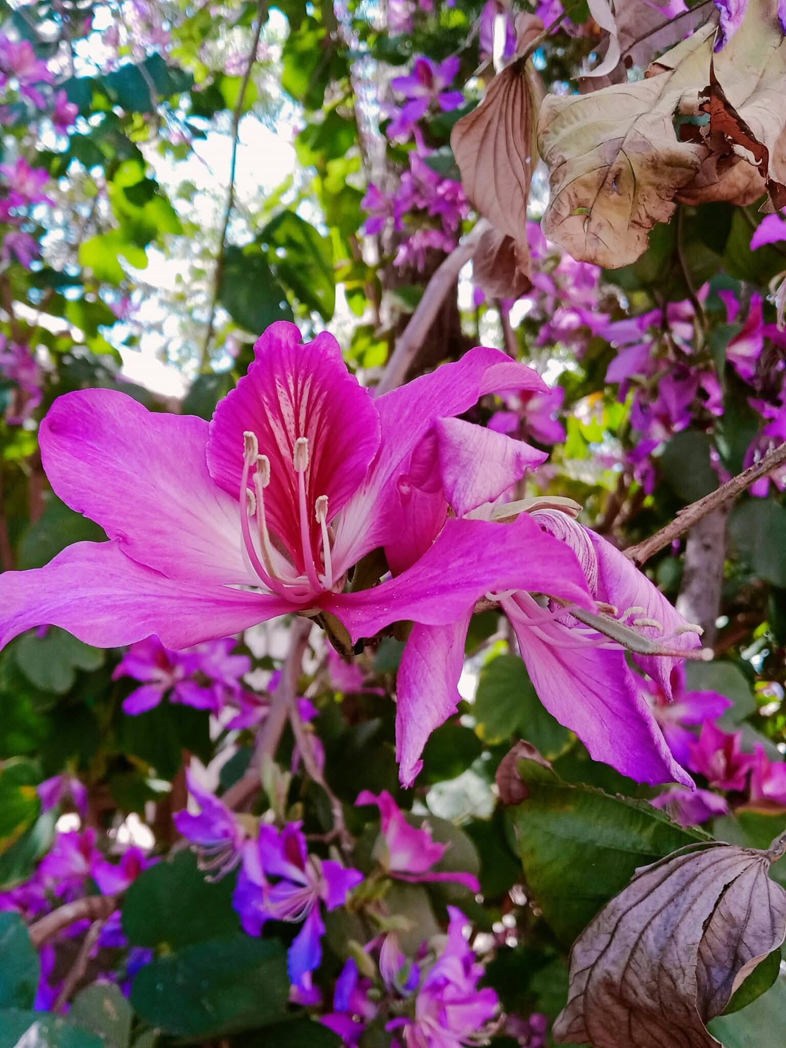 Baharın En Güzel Manzarası (3)