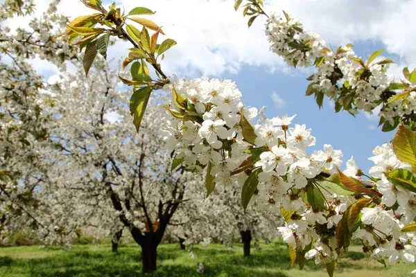 Depositphotos 5677221 Stock Photo Almond Flower Trees At Spring