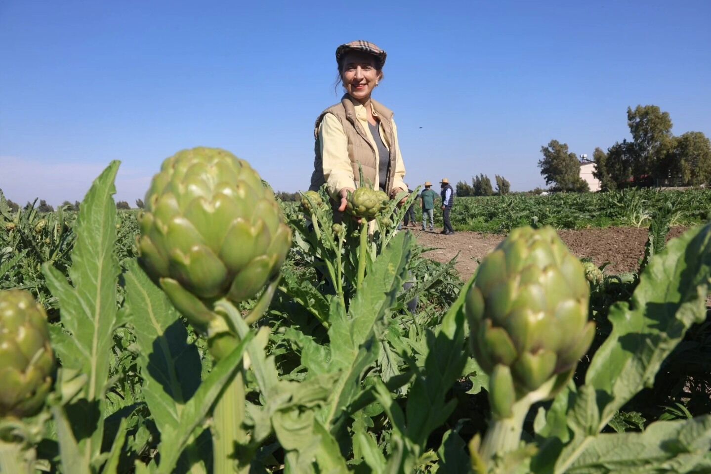 Hatay Akademisyen Çiftçiden Dev Enginar Üretimi-1
