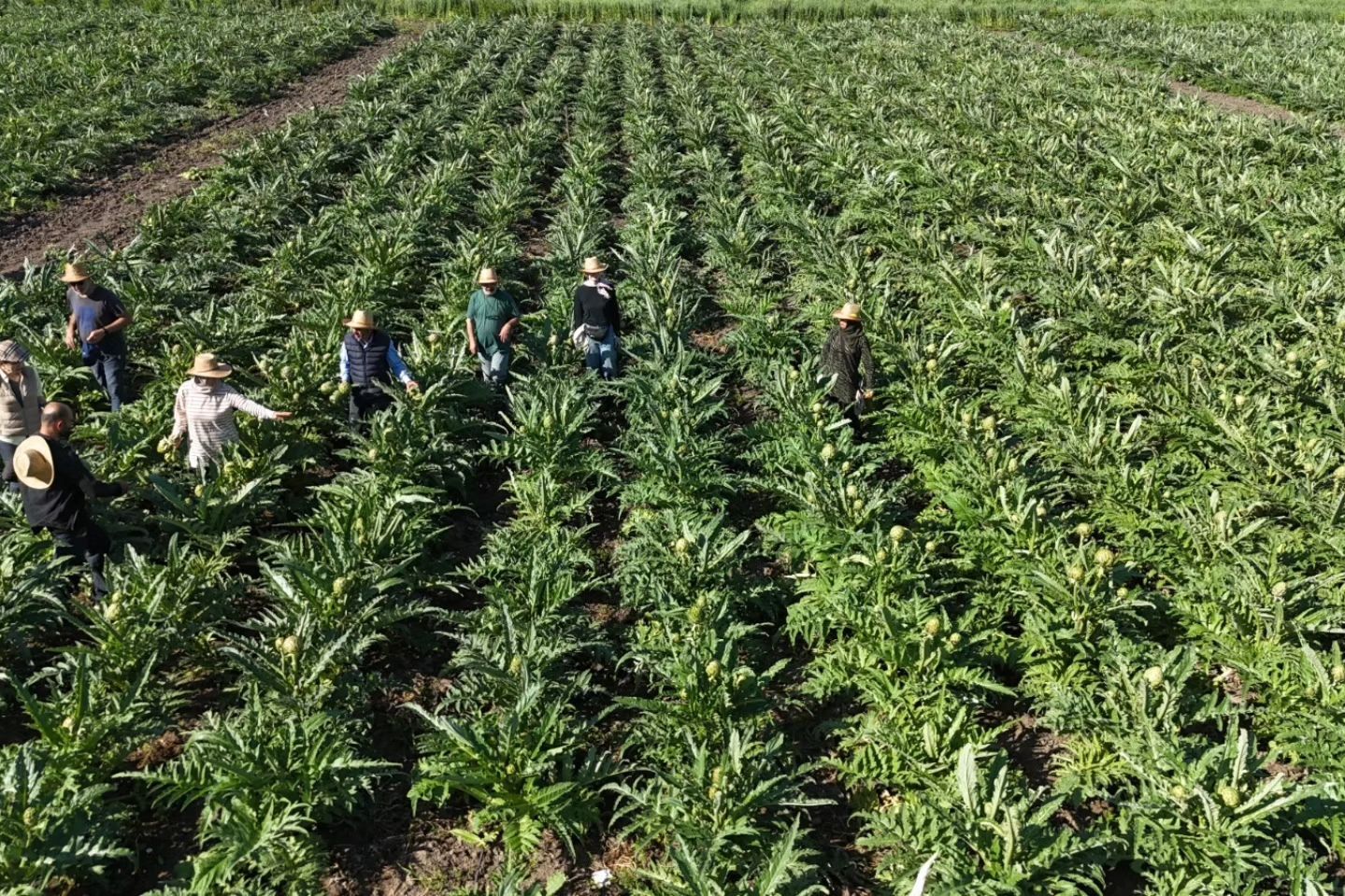 Hatay Akademisyen Çiftçiden Dev Enginar Üretimi-2
