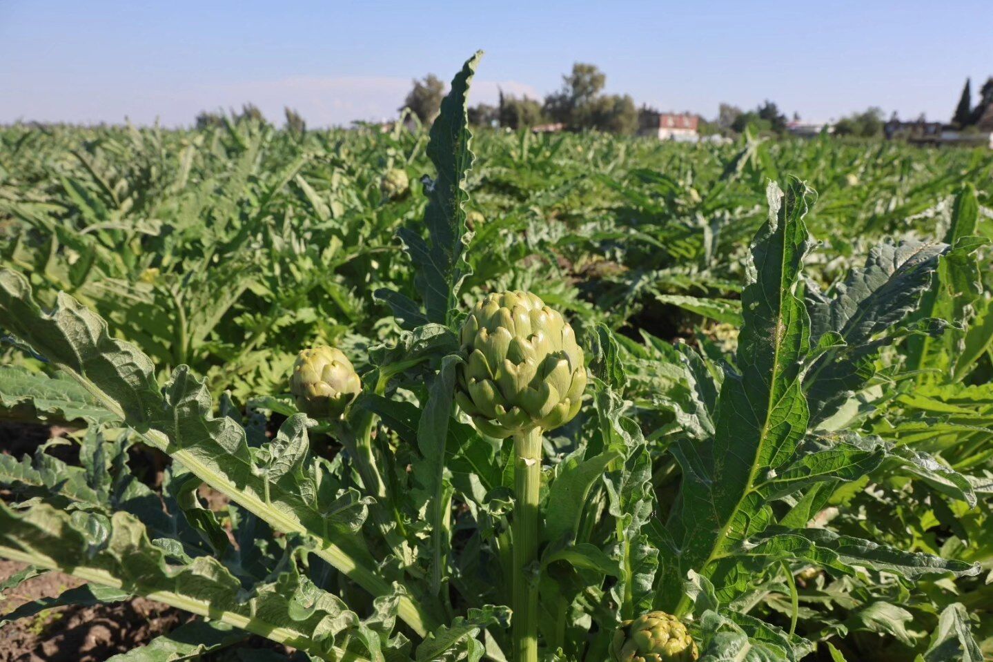Hatay Akademisyen Çiftçiden Dev Enginar Üretimi3