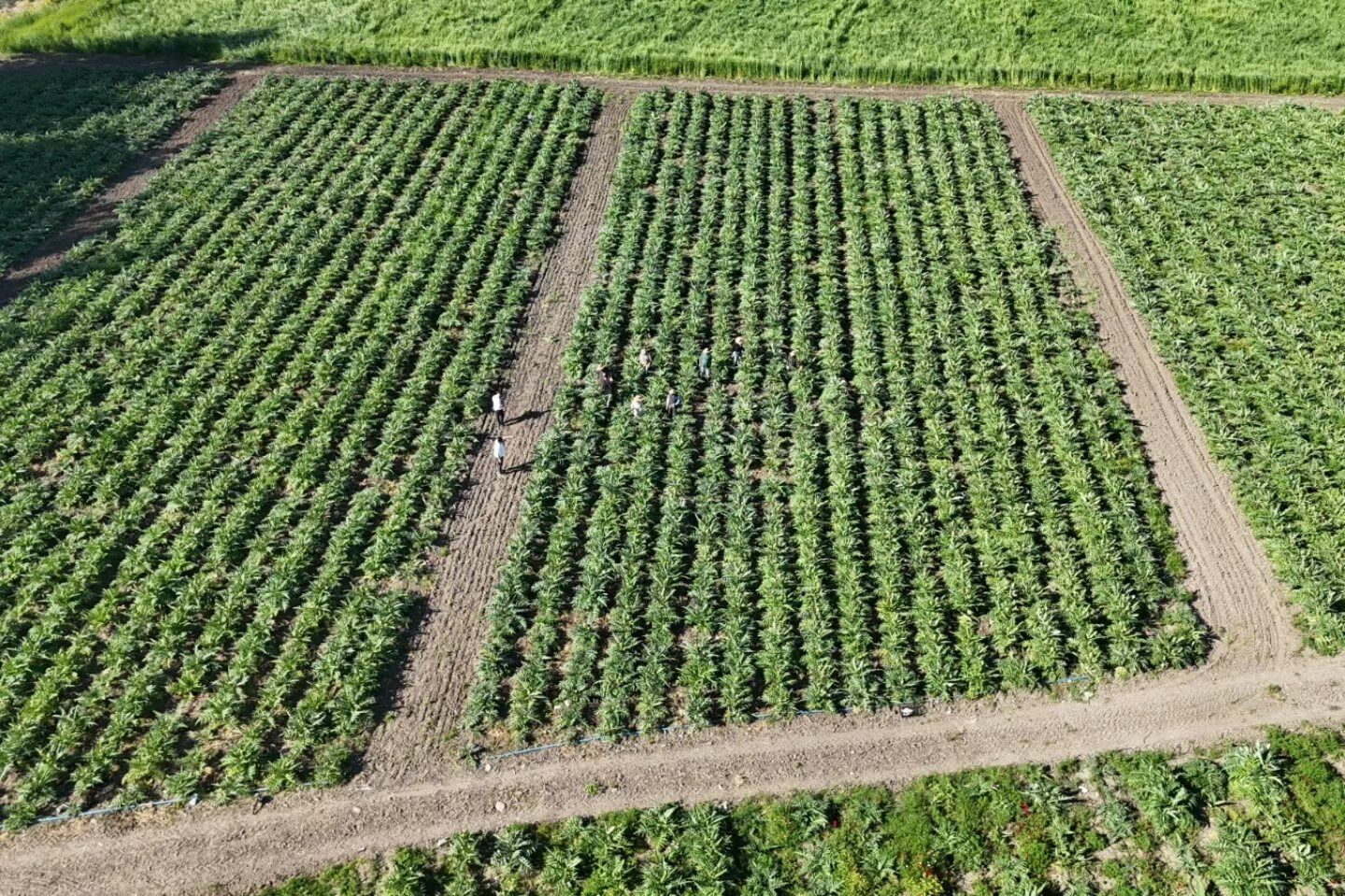 Hatay Akademisyen Çiftçiden Dev Enginar Üretimi5