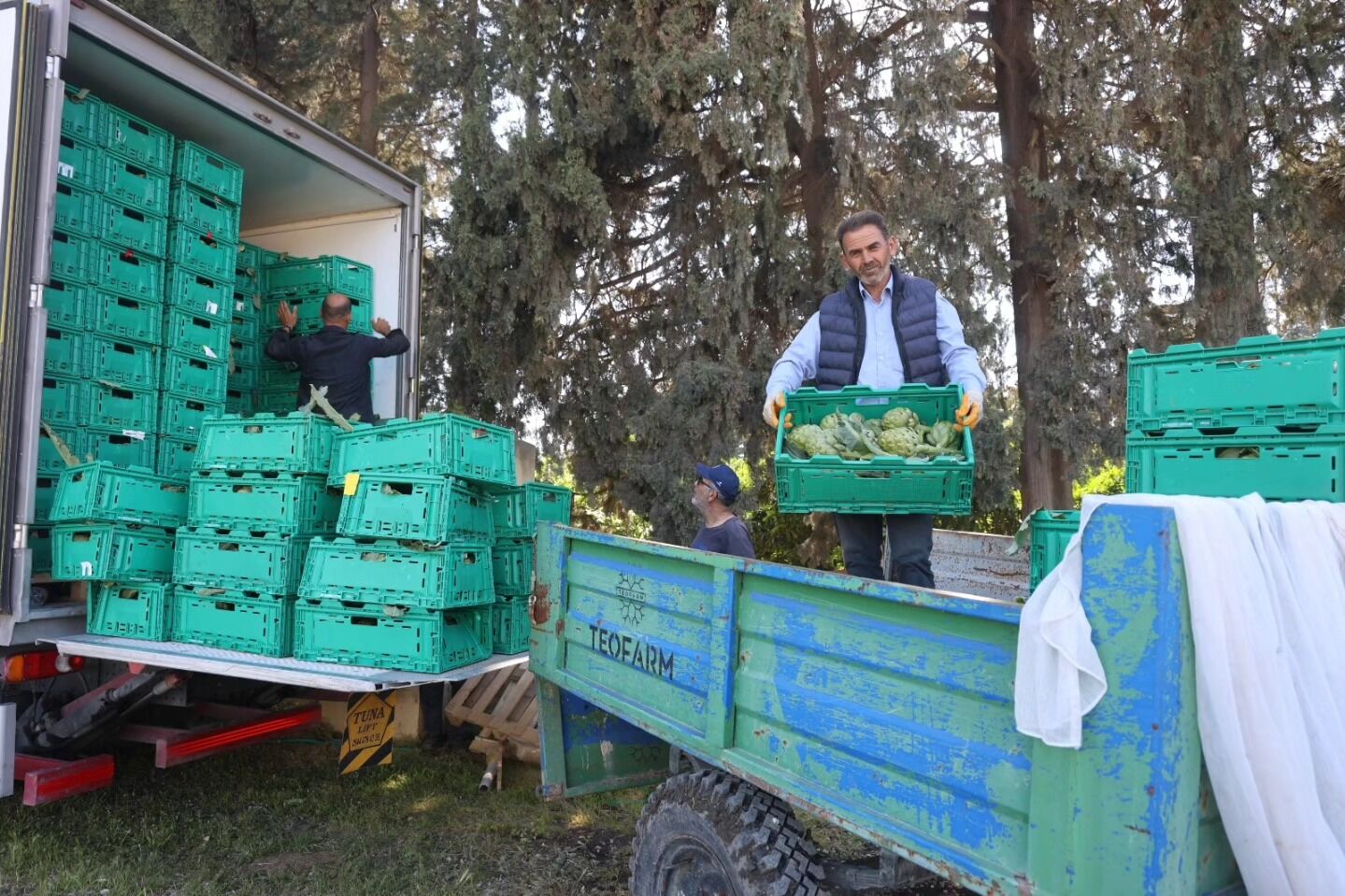 Hatay Akademisyen Çiftçiden Dev Enginar Üretimi7
