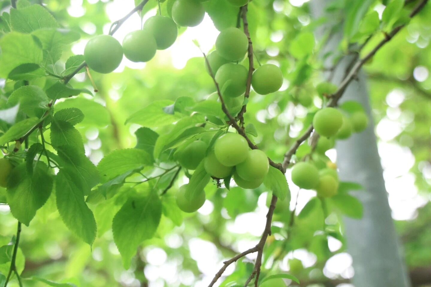 Hatay’da Serada Can Eriği Hasadı Kilosu 450 Tl’ye İhraç Ediliyor (1)