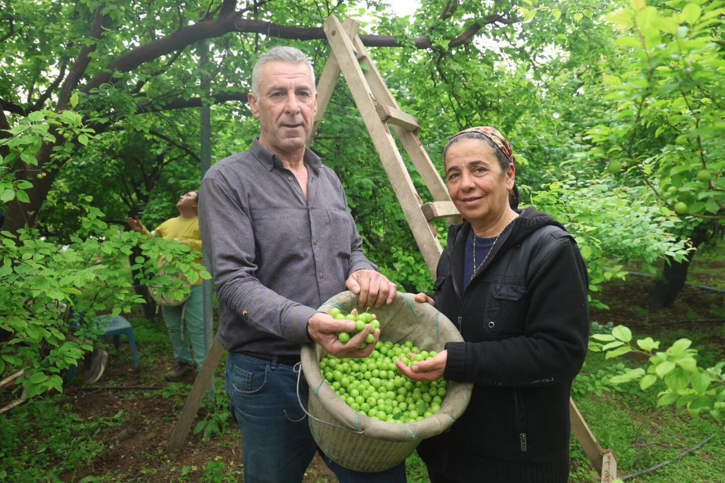 Hatay’da Serada Can Eriği Hasadı Kilosu 450 Tl’ye İhraç Ediliyor (2)