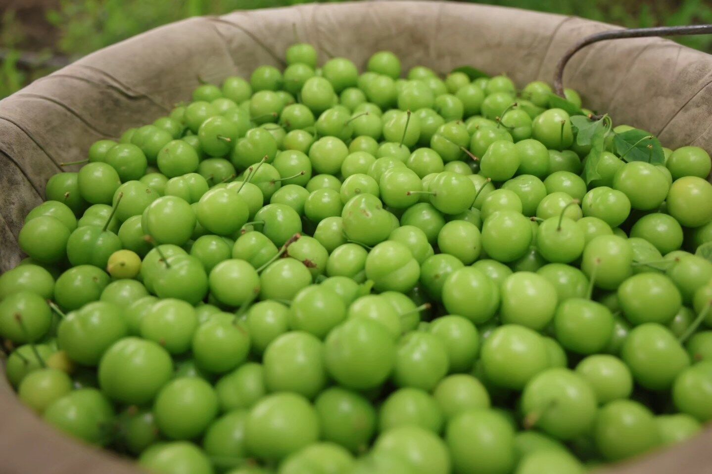 Hatay’da Serada Can Eriği Hasadı Kilosu 450 Tl’ye İhraç Ediliyor (3)