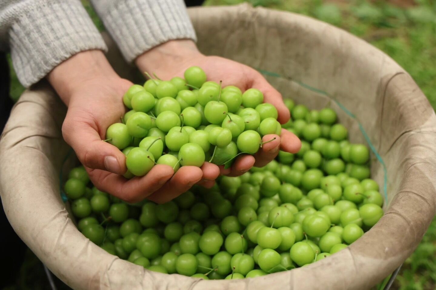 Hatay’da Serada Can Eriği Hasadı Kilosu 450 Tl’ye İhraç Ediliyor (4)