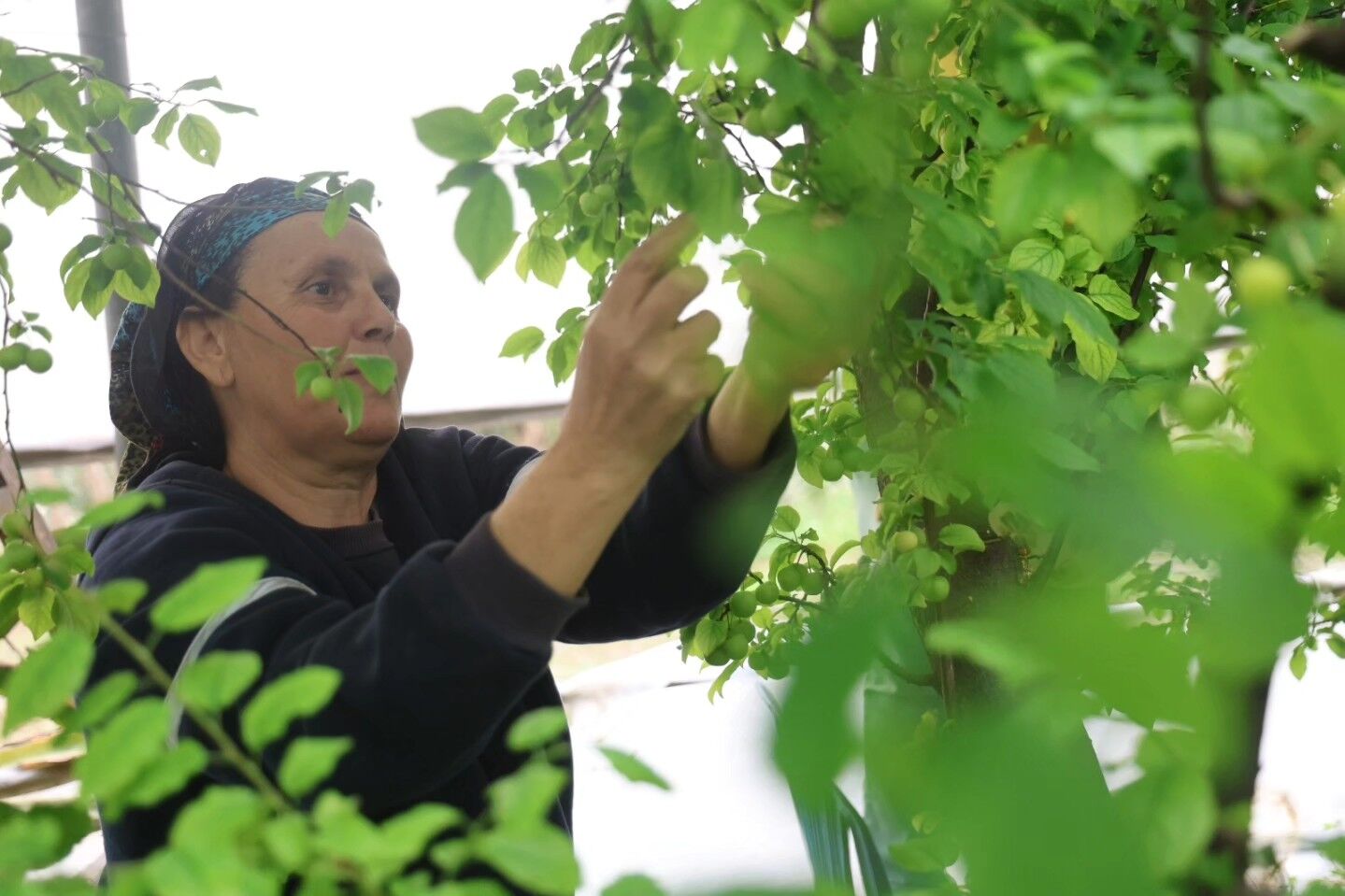 Hatay’da Serada Can Eriği Hasadı Kilosu 450 Tl’ye İhraç Ediliyor (5)