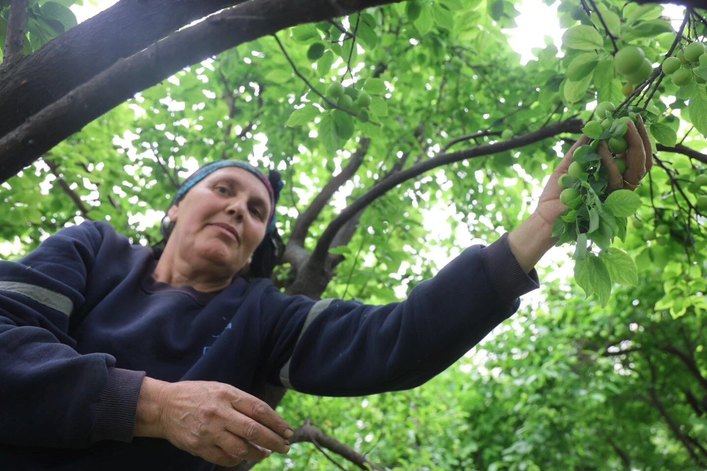 Hatay’da Serada Can Eriği Hasadı Kilosu 450 Tl’ye İhraç Ediliyor (6)