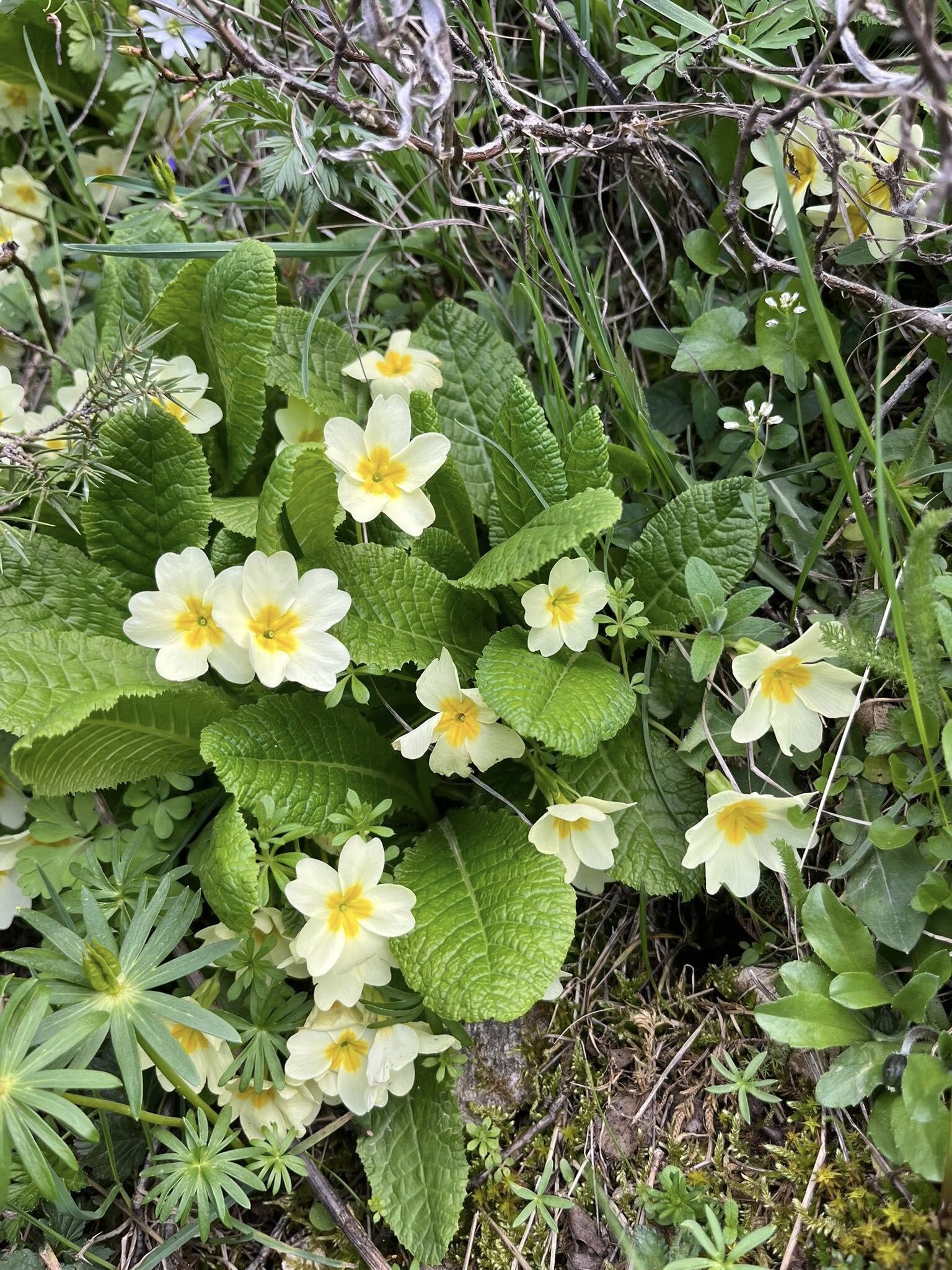 Kadirli Ağcadağ’da Bahar Büyülüyor (1)