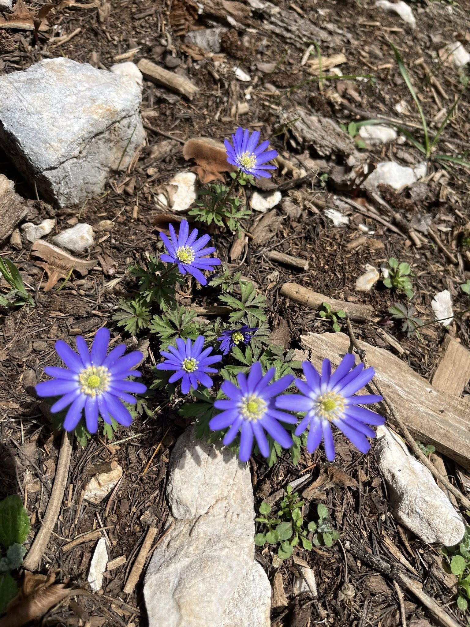 Kadirli Ağcadağ’da Bahar Büyülüyor (3)