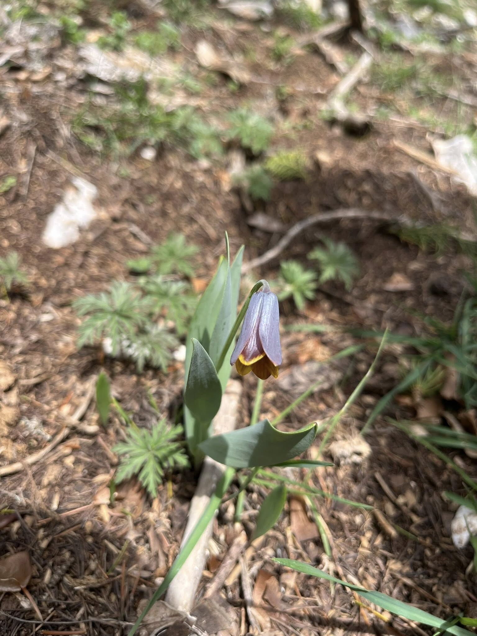 Kadirli Ağcadağ’da Bahar Büyülüyor (5)
