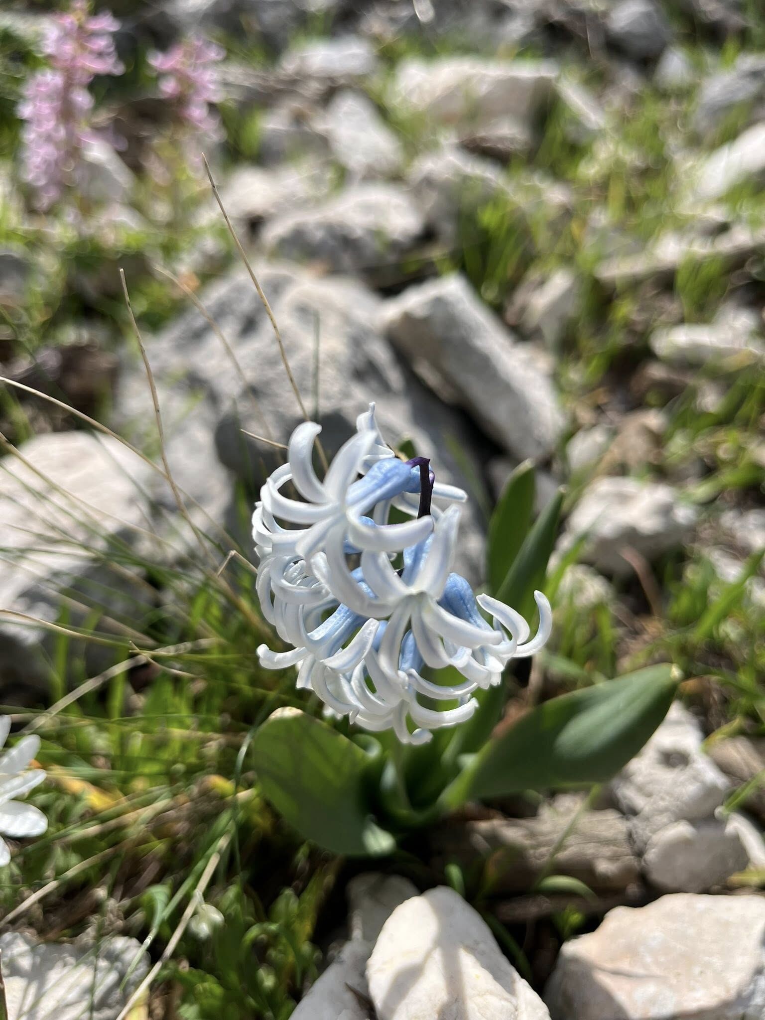 Kadirli Ağcadağ’da Bahar Büyülüyor (6)