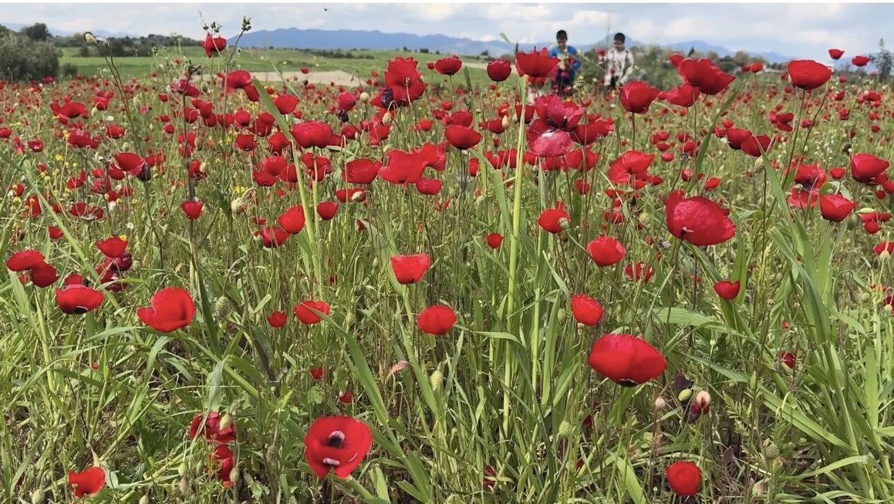 Kadirli’de Gelincikler Tarlaları Kırmızıya Boyadı (1)