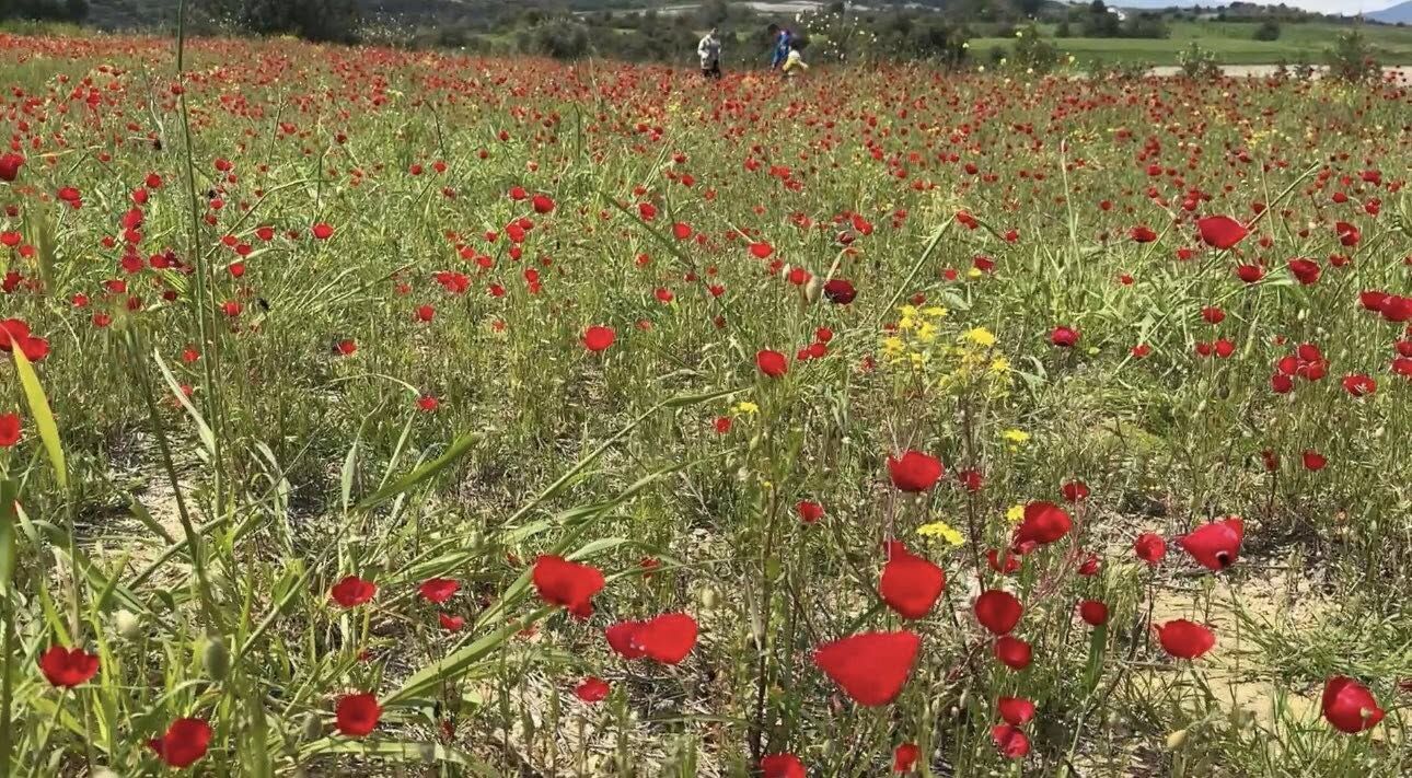 Kadirli’de Gelincikler Tarlaları Kırmızıya Boyadı (2)