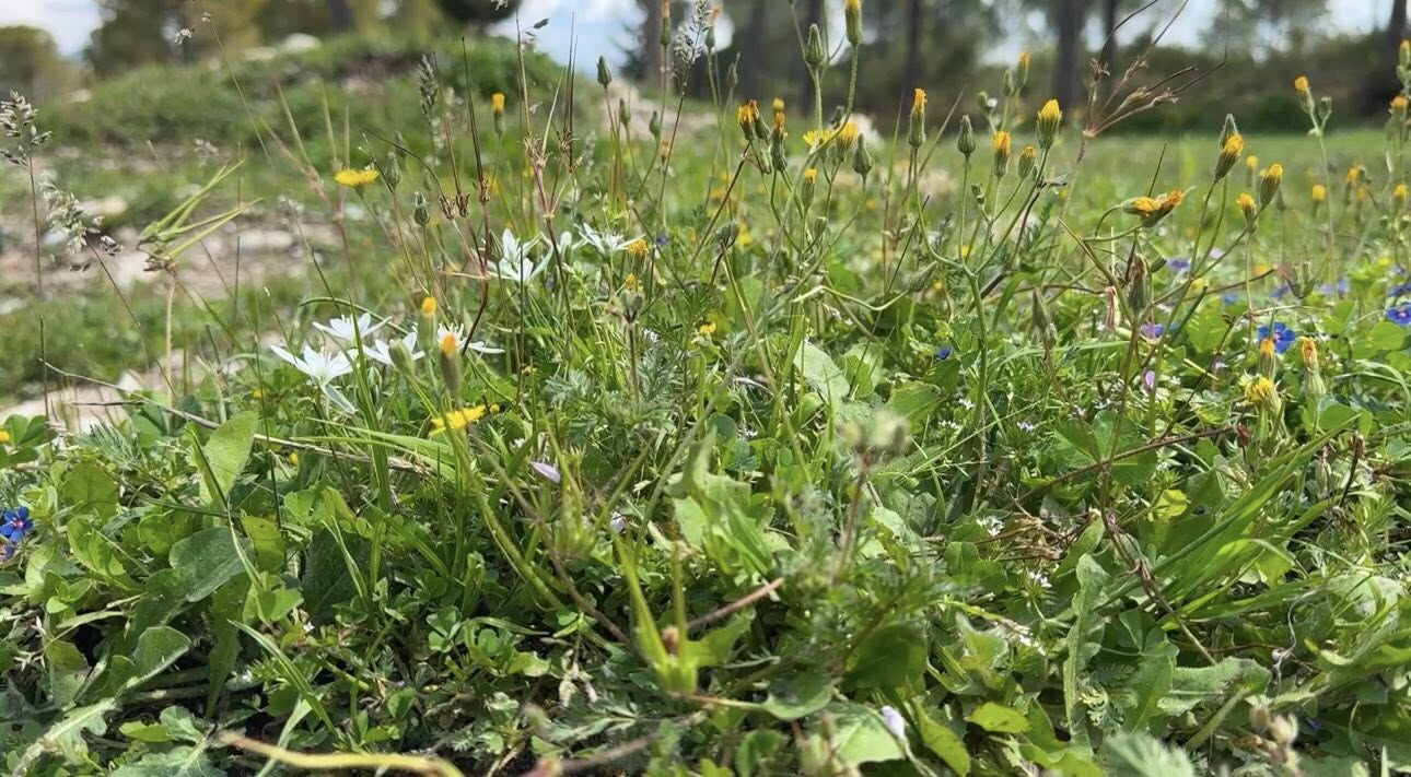 Kadirli’de Gelincikler Tarlaları Kırmızıya Boyadı (3)