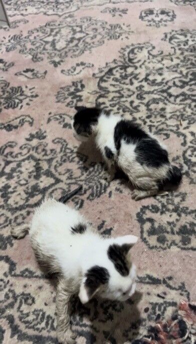 Kadirli’de Selde Mahsur Kalan Kediler Kurtarıldı+ (1)