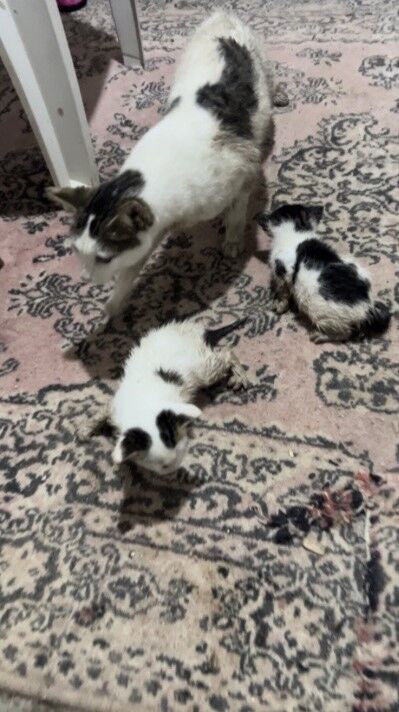 Kadirli’de Selde Mahsur Kalan Kediler Kurtarıldı+ (2)