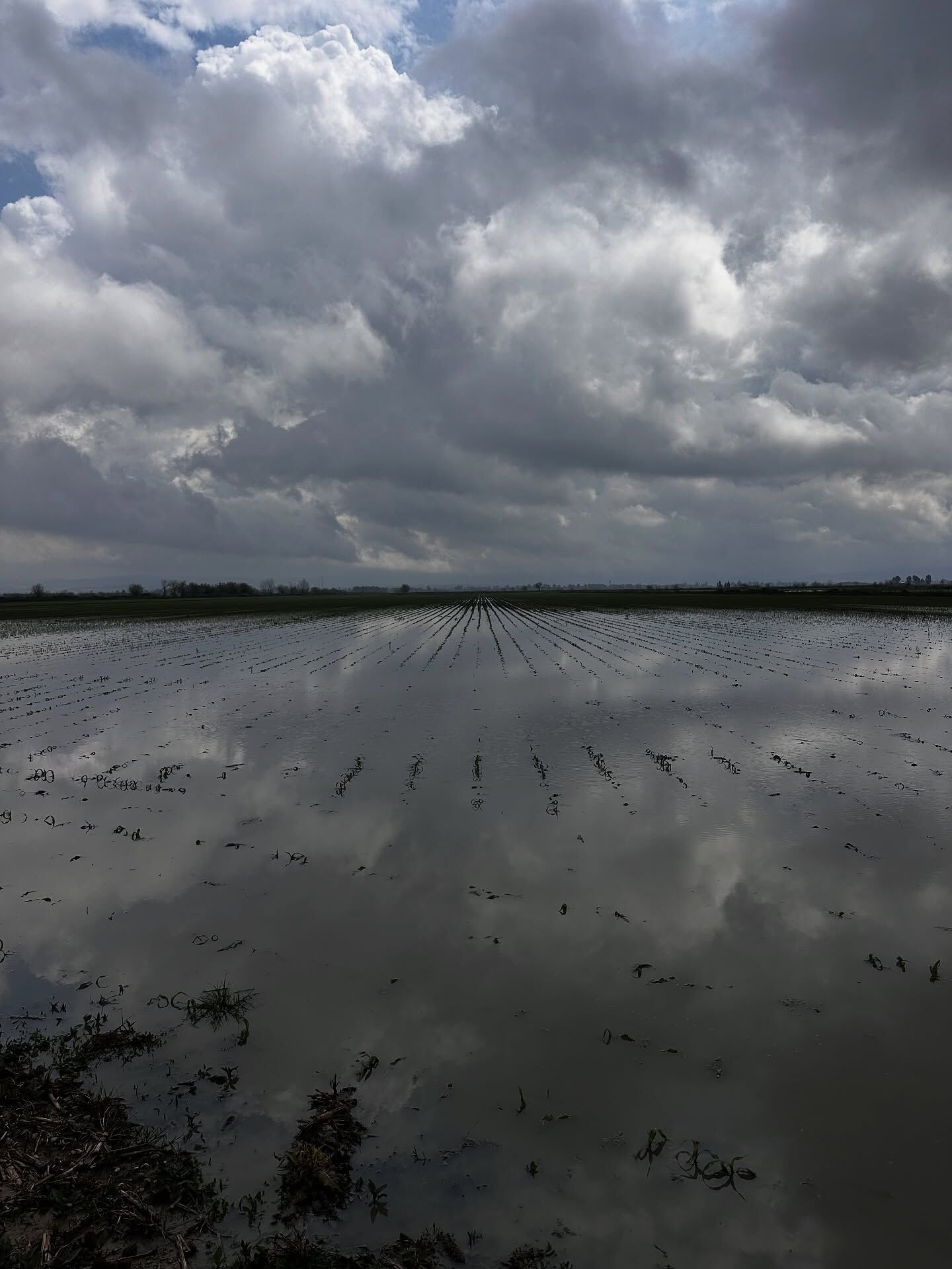 Kadirli’de Tarım Arazilerinde Zarar Tespiti (2)