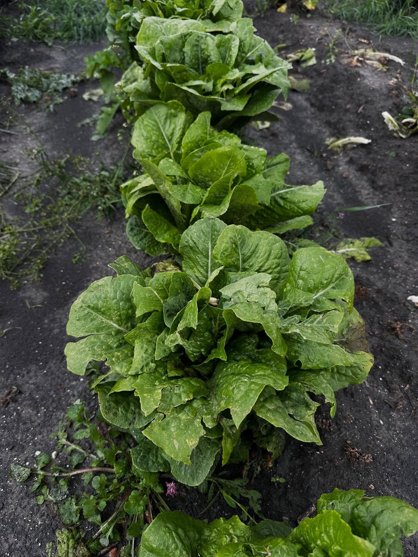 Kadirli’de Tarım Arazilerinde Zarar Tespiti (3)