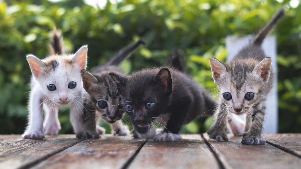 Kedi-4