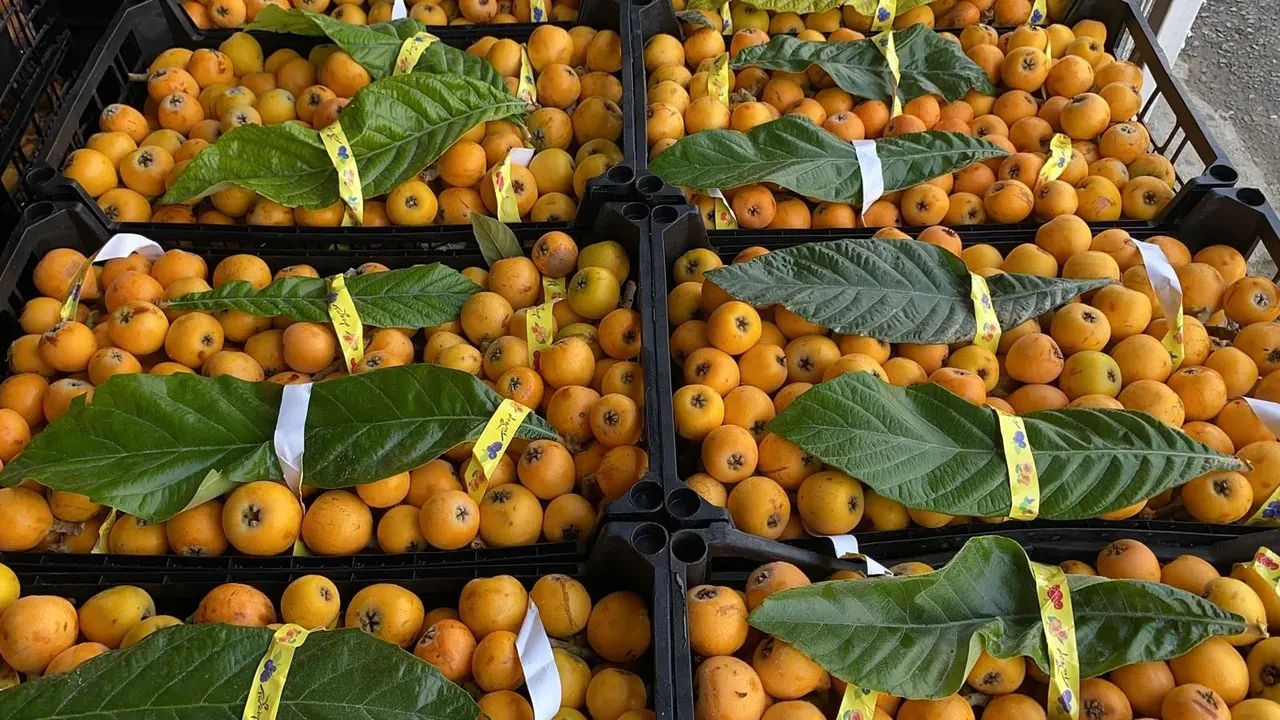 Malta Eriği Mersin Hasat