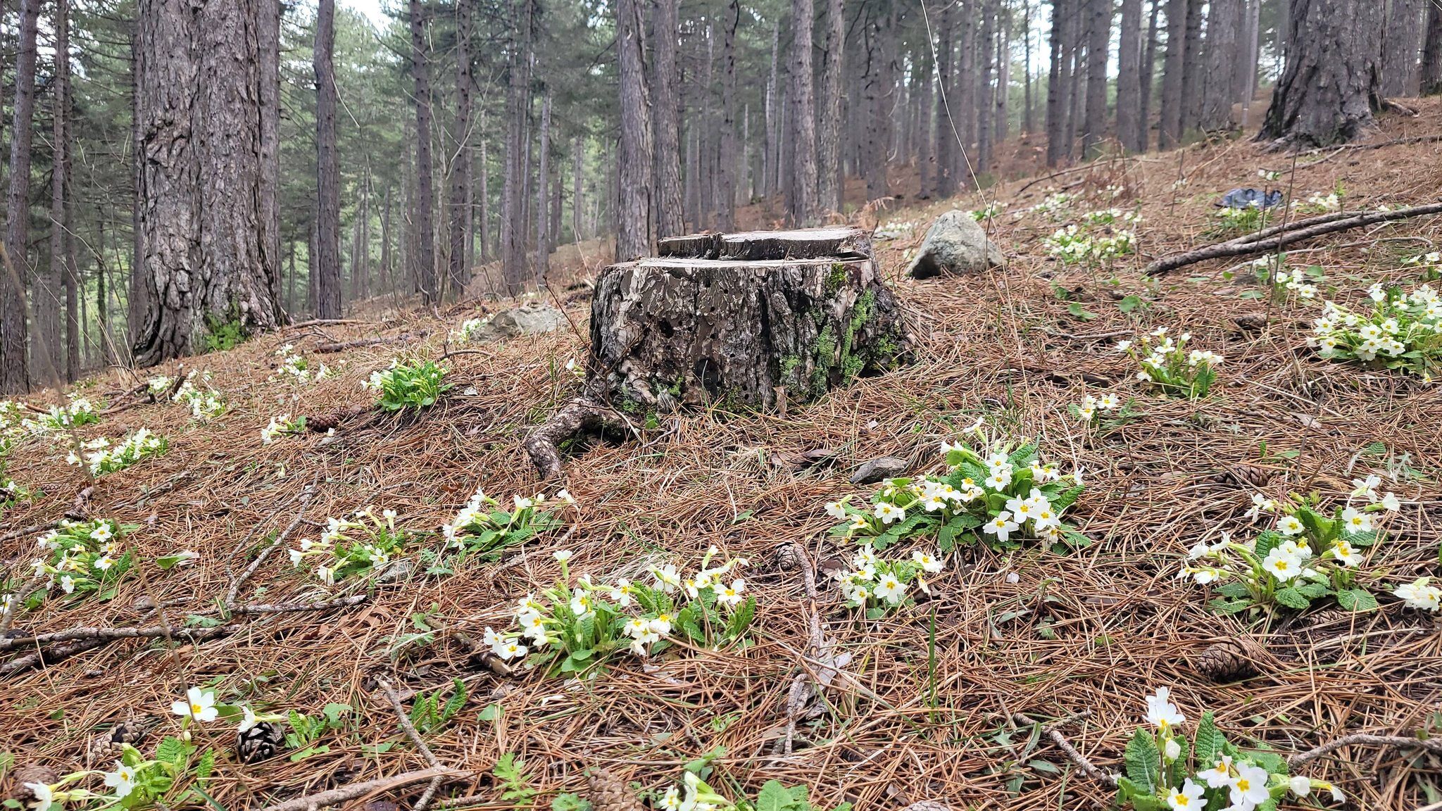 Osmaniye Yaylalarında Bahar Müjdesi (1)