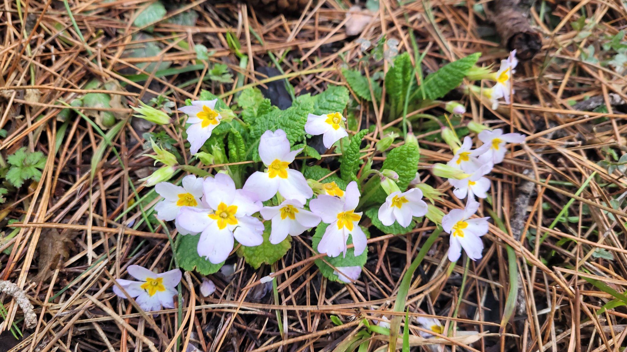 Osmaniye Yaylalarında Bahar Müjdesi (4)
