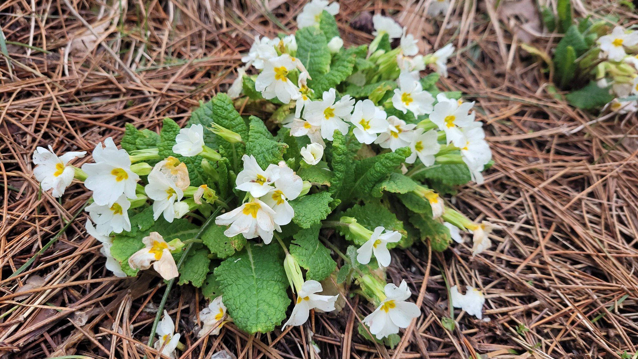 Osmaniye Yaylalarında Bahar Müjdesi (6)