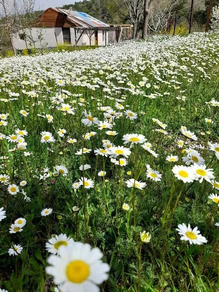 Osmaniye’de Bahar Coşkusu Dağlar Ve Yaylalar Yeşile Büründü (1)
