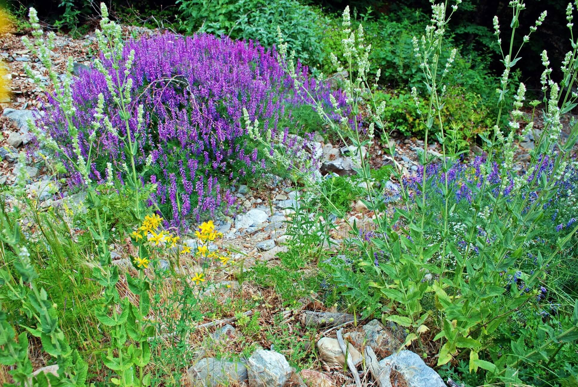 Osmaniye’de Bahar Coşkusu Dağlar Ve Yaylalar Yeşile Büründü (2)