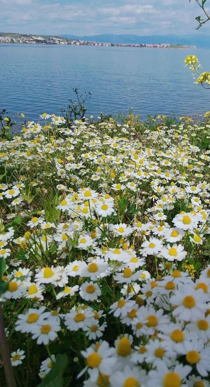 Osmaniye’de Bahar Coşkusu Dağlar Ve Yaylalar Yeşile Büründü (3)