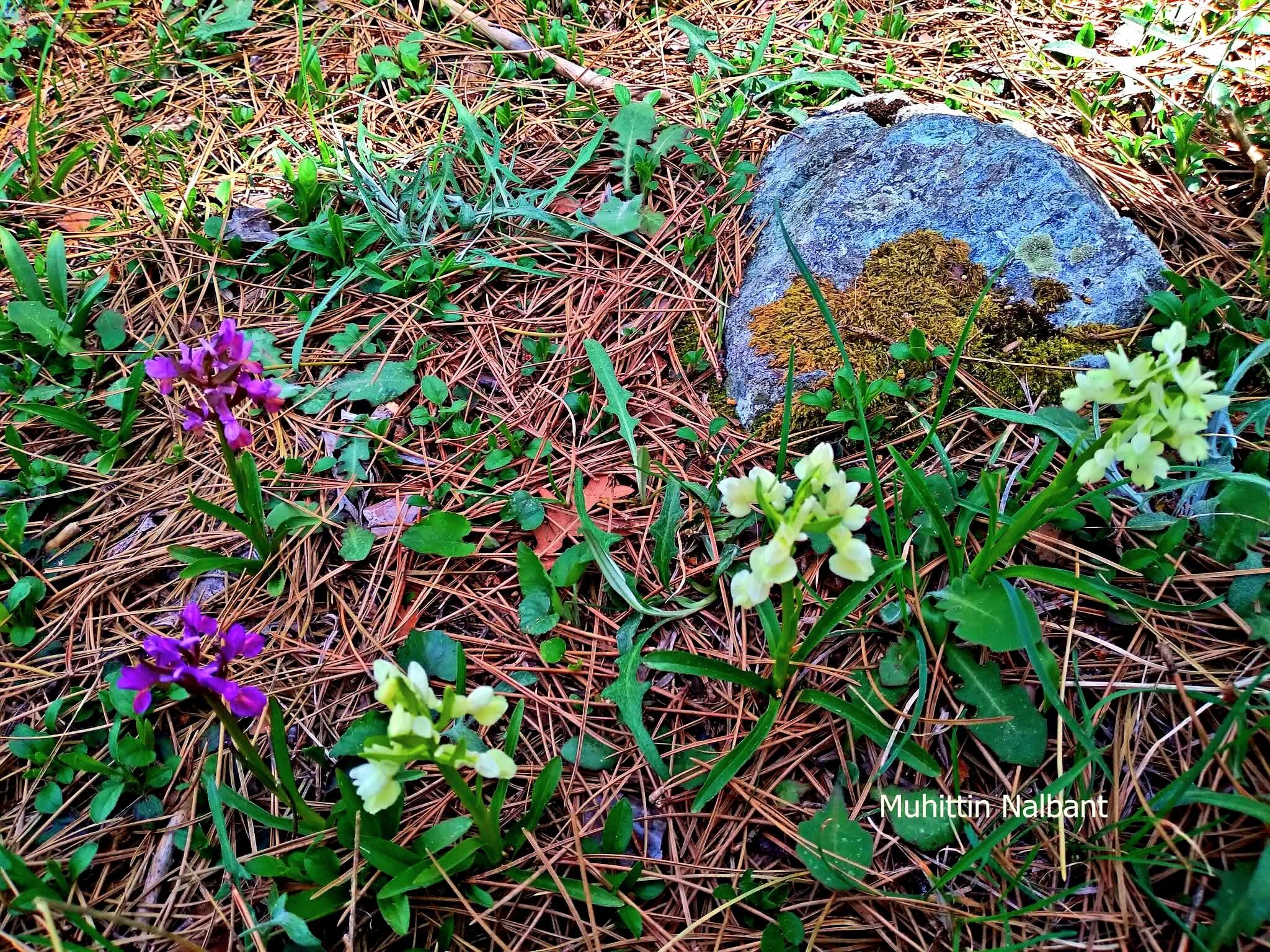 Osmaniye’de Bahar Coşkusu Dağlar Ve Yaylalar Yeşile Büründü (4)