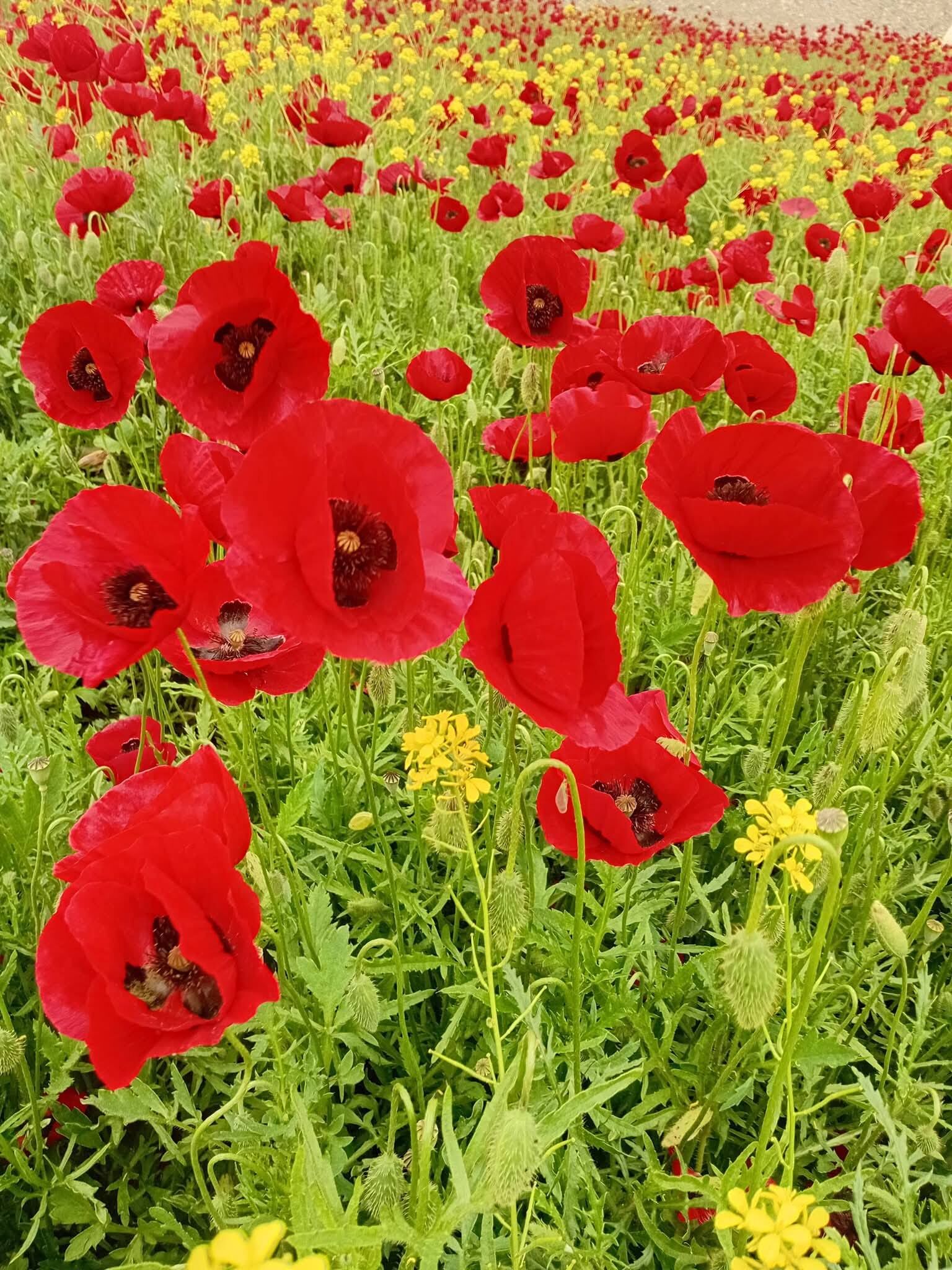 Osmaniye’de Kartpostallık Görüntüler (1)